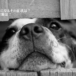 犬も熱中症になるその症状は？室内犬の対策は？散歩は？